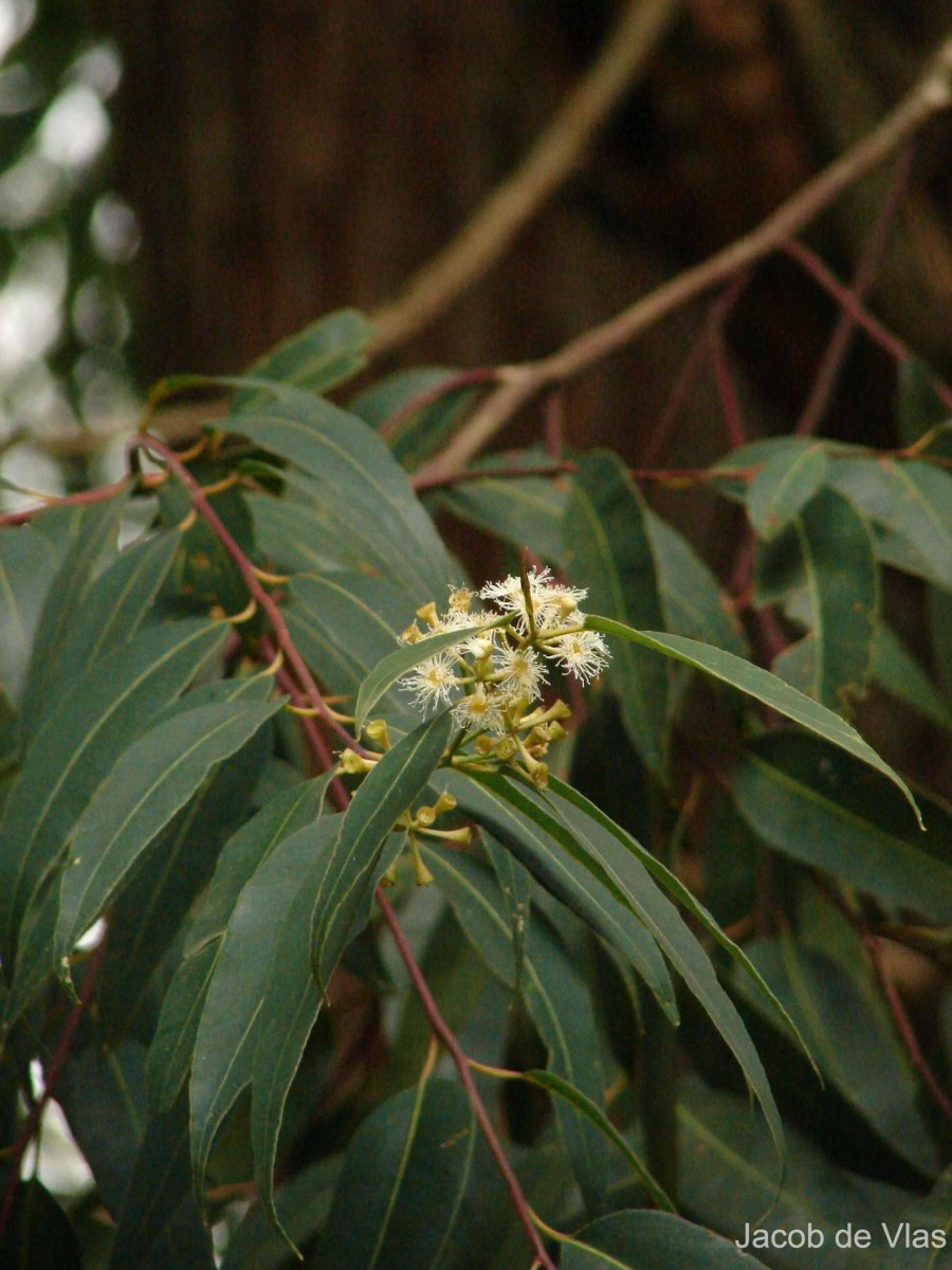 Eucalyptus microcorys F.Muell.